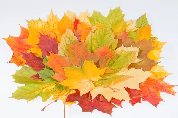 Colorful autumn maple leaves on white background — Stock Photo, Image