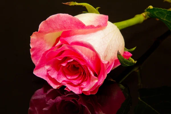 Rosa Rose Blume auf schwarzem Hintergrund Nahaufnahme — Stockfoto