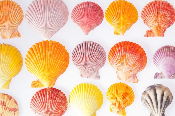 Collection of various colorful seashells on white background — Stock Photo, Image