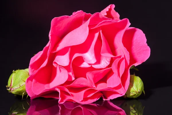 Rosa Ros blomma på svart bakgrund på nära håll — Stockfoto