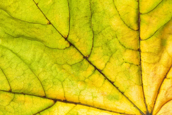 Background of dry single maple  leaf — Stock Photo, Image