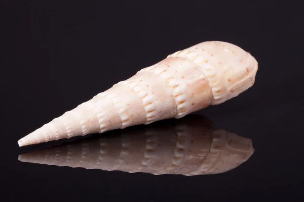 Sea shell of predatory sea snails Terebra on black background ma — Stock Photo, Image