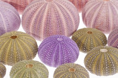 Deniz kestanesi beyaz arka plan üzerinde bazı kabukları