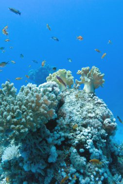 anthias ile egzotik sert ve yumuşak mercanlar mercan balıklar