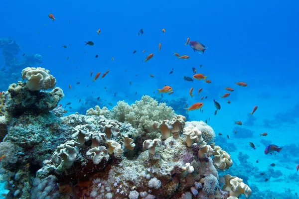 珊瑚礁与用异国情调的软、 硬珊瑚鱼小鱼群 — 图库照片