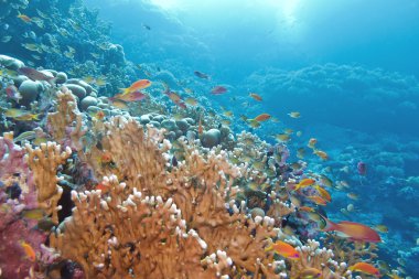 büyük sarı mercan resifi yangın mercan ve tropikal Deniz dibinde balık