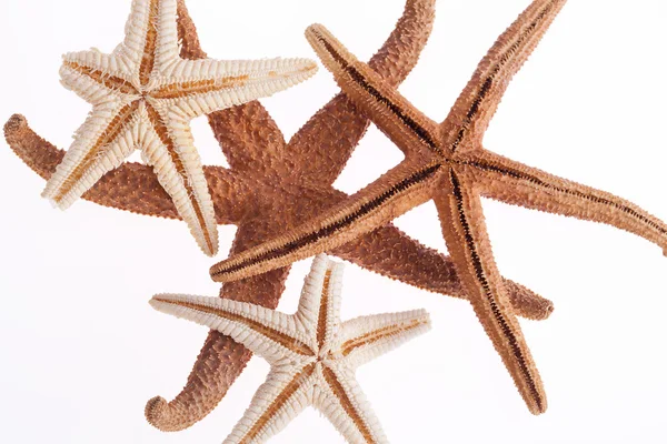 Some of sea stars isolated on white background — Stock Photo, Image