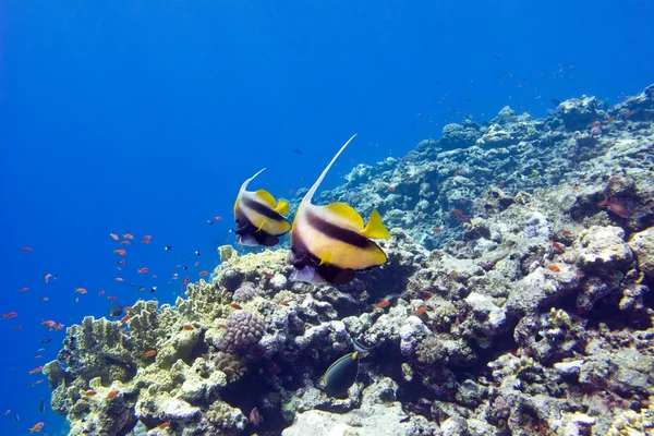 Bunte Korallenriffe mit exotischen Fischen am Grund des tropischen Meeres — Stockfoto