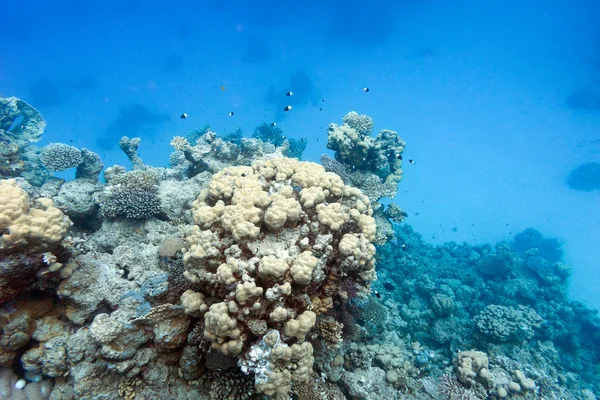 Korallrev på undersidan av tropiska havet, under vattnet — Stockfoto