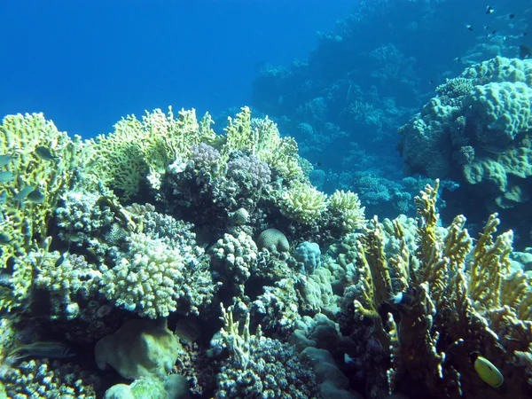 Colorido arrecife de coral con corales duros en el fondo de los trópicos —  Fotos de Stock