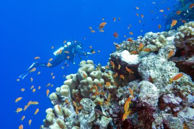 mercan taşlı mercan ve dalgıçlar tropica dibinde