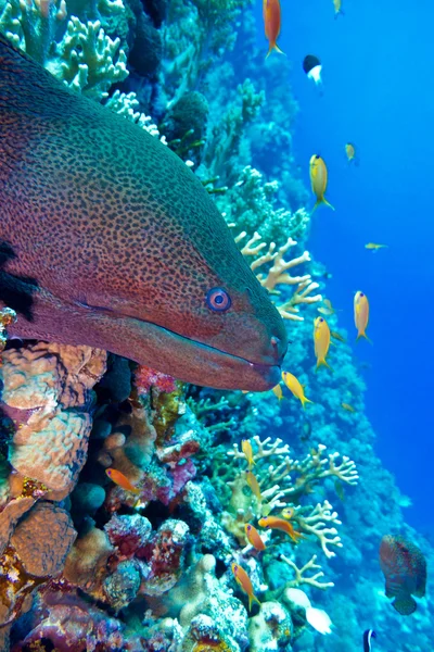 Πολύχρωμο κοραλλιογενή ύφαλο με επικίνδυνες μεγάλη σμέρνα στο κάτω μέρος — Φωτογραφία Αρχείου