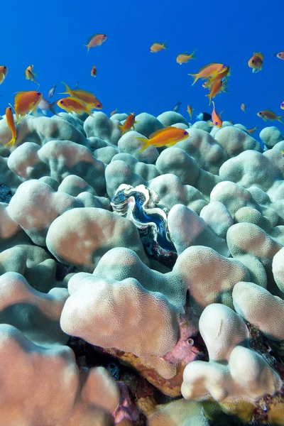 Récif corallien aux porites coraux, palourdes bleues et poissons exotiques fourmi — Photo