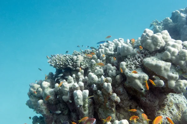 カラフルなサンゴ礁熱帯の海 - 水中 — ストック写真