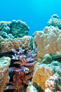 mercan resifi sert mercan Menekşe acropora trop dibinde ile