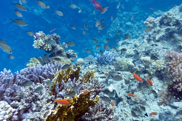 Arrecife de coral con acropora violeta de coral duro en el fondo del trop —  Fotos de Stock