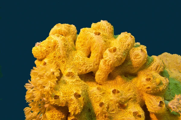 Korallrev med stora gula havet svamp på botten av tropica — Stockfoto