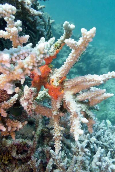 Coral reef with sea sponge at the bottom of tropical sea — Stock Photo, Image