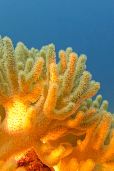 Кораловий риф з великим жовтим м'яким коралом у тропічному морі — стокове фото