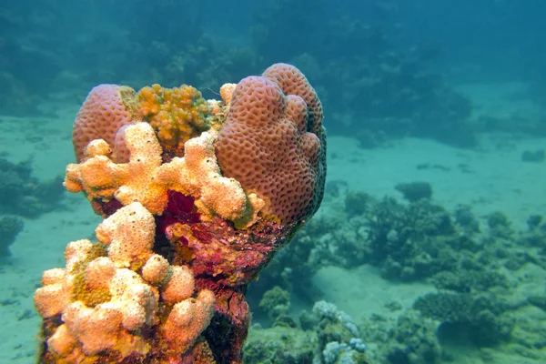 Recifes de coral com esponja marinha em mar tropical — Fotografia de Stock