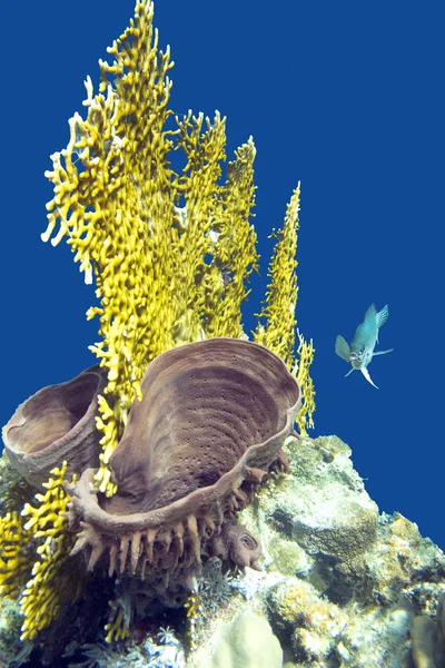 Korallenriff mit Feuerkorallen und Meeresschwamm im tropischen Meer — Stockfoto