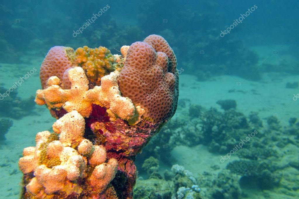 Морские Губки Фото В Море Морские Губки Фото В Море