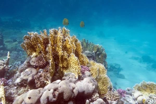 Korallrev med exotiska fiskar butterflyfishes - under vattnet — Stockfoto