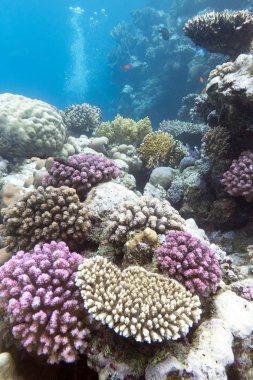 renkli mercan resifi sert Menekşe mercan - sualtı
