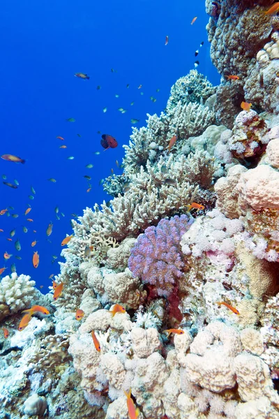 Farbenfrohe Korallenriffe im tropischen Meer - unter Wasser — Stockfoto