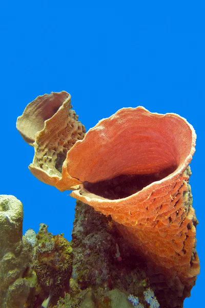 Grande éponge marine en mer tropicale - sous-marine — Photo