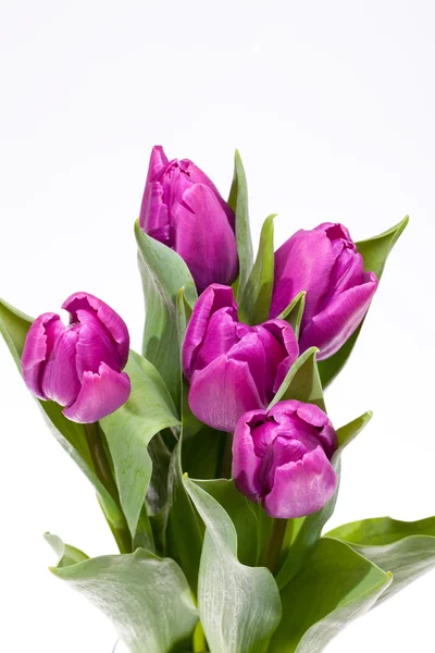 Букет цветущих весенних цветов фиолетовые тюльпаны — стоковое фото