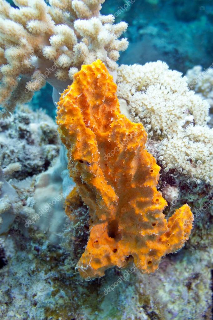 Морские Губки Фото В Море Морские Губки Фото В Море