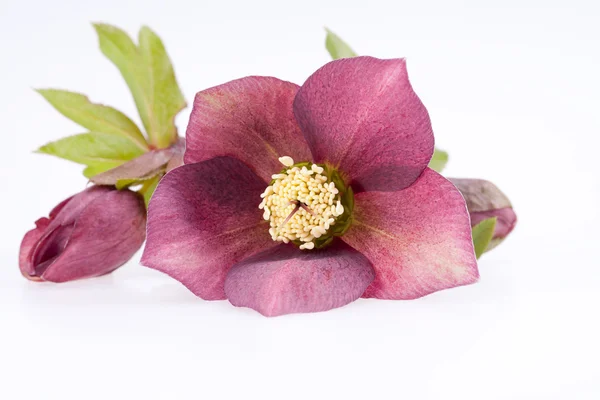 Spring flower of red helleborus with buds — Stock Photo, Image