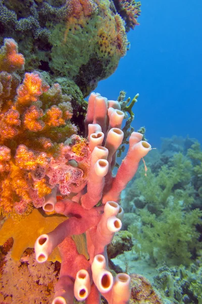 Recife de coral com esponja marinha em mar tropical subaquático — Fotografia de Stock