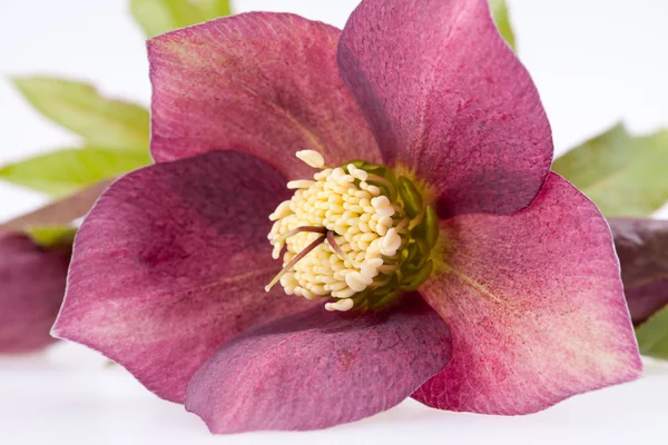 Spring flower of red helleborus with buds — Stock Photo, Image