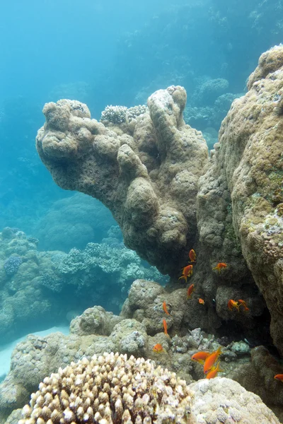 Korallenriff mit exotischen Fischen anthias - Unterwasser — Stockfoto