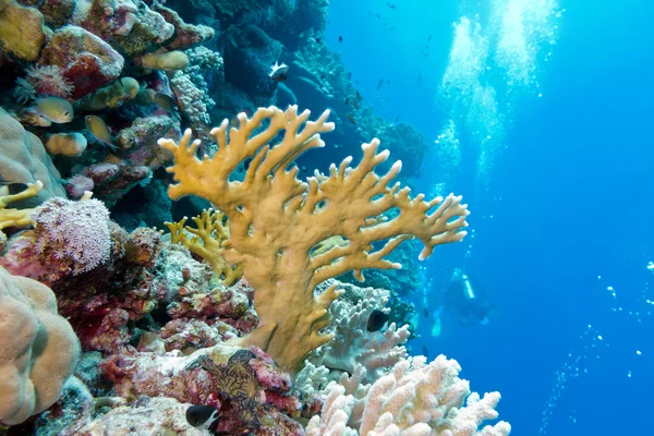 Recifes de coral com coral de fogo em mar tropical subaquático — Fotografia de Stock