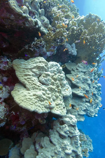 Кораловий риф з твердими коралами в тропічному морі - під водою — стокове фото