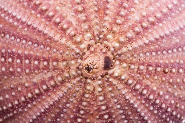Фон морської мушлі фіолетовий макрос ехінодеа — стокове фото