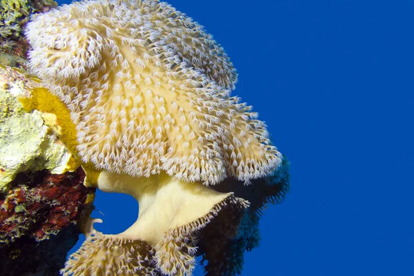 Korallenriff mit wunderschönen Weichkorallen, Unterwasser — Stockfoto