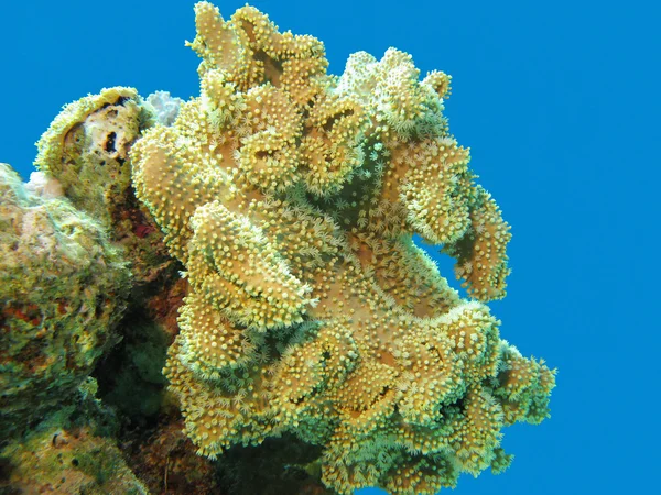 Recife de coral com grande coral amarelo macio em mar tropical, subaquático — Fotografia de Stock