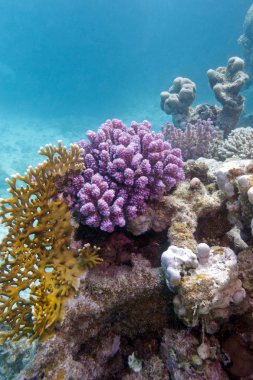 renkli mercan resif tropikal deniz - sualtı
