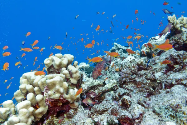 Colorido arrecife de coral con peces exóticos en el mar tropical bajo el agua — Foto de Stock