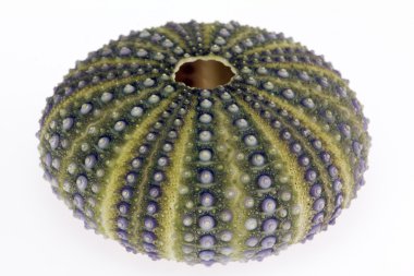 Beyaz arka plan-makro'izole deniz kabuğu yeşil echinoidea büyük iskelet