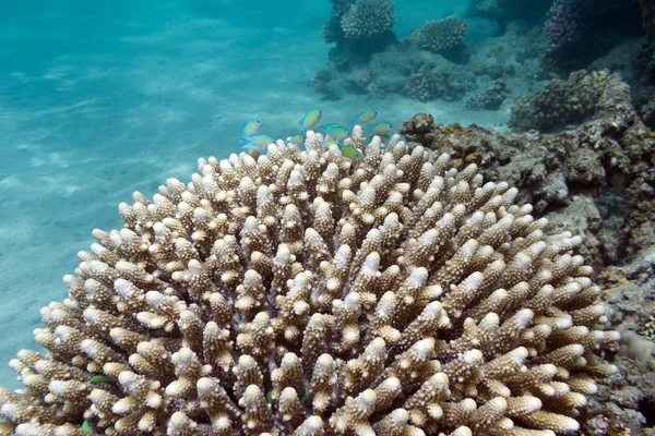 サンゴ礁熱帯の海、水中の下部に — ストック写真