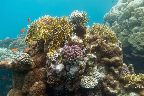 Barriera corallina con anthias dei pesci nel mare tropicale, undrerwater — Foto Stock