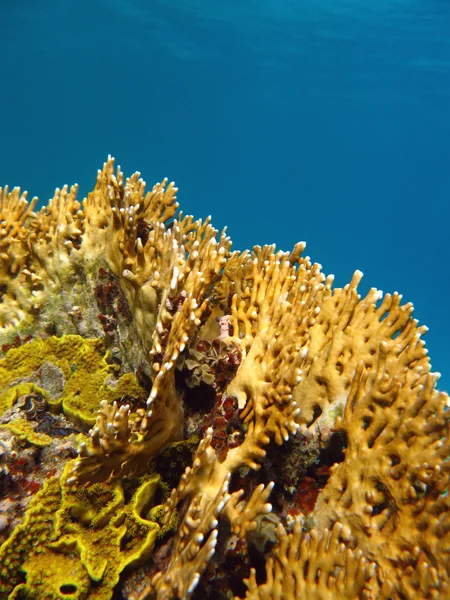 Coral reef with fire coral, underwater — Stock Photo, Image