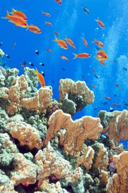 coral reef with fishes Anthias, underwater clipart