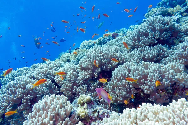 Korallenriff am Grund des tropischen Meeres, unter Wasser — Stockfoto