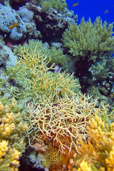 Colorful coral reef with stony corals, underwater — Stock Photo, Image